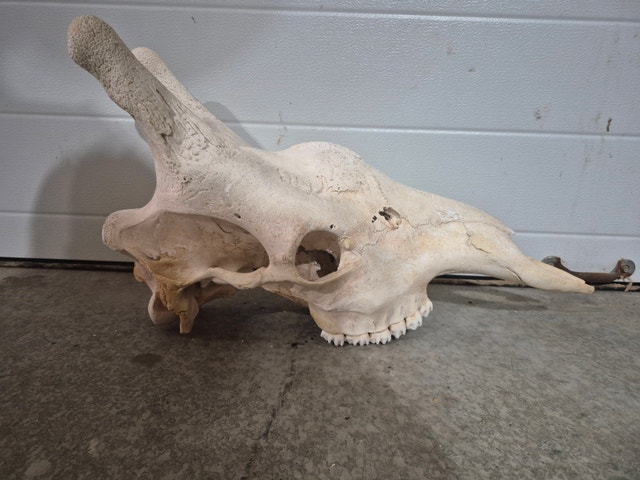 Giraffe Skull