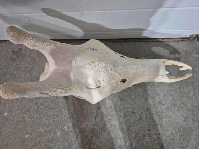 Giraffe Skull - photo 2