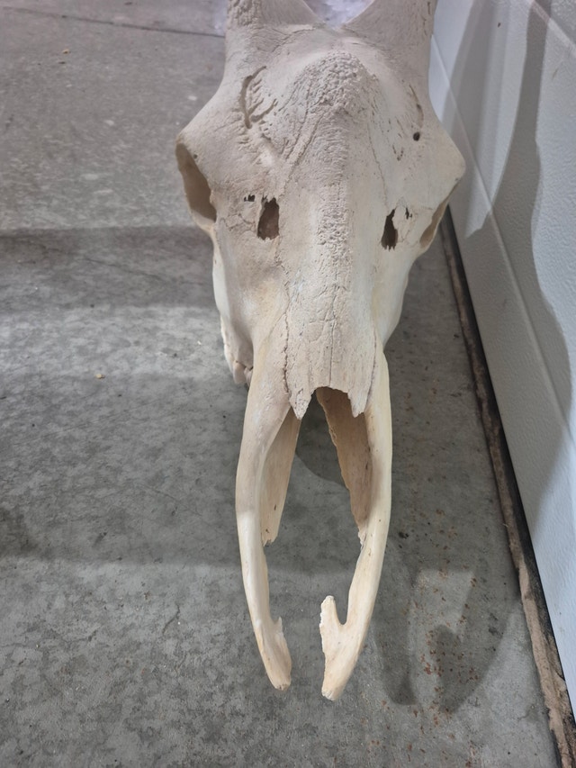 Giraffe Skull - photo 3