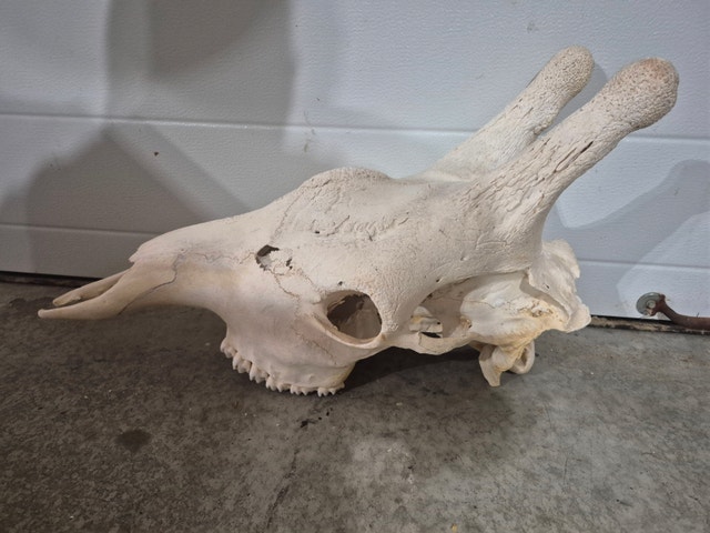 Giraffe Skull - photo 4