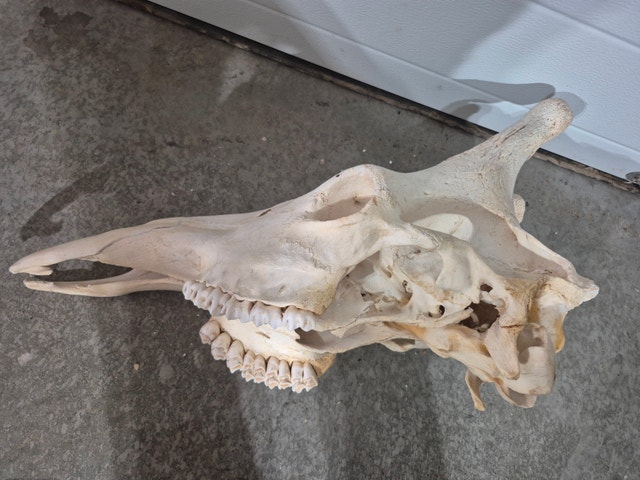 Giraffe Skull - photo 5