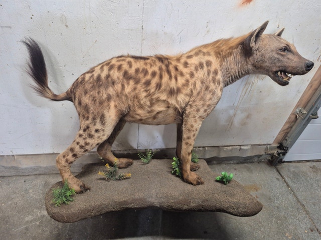Spotted Hyena Taxidermy Mount
