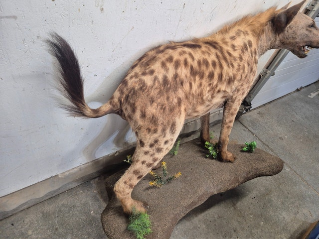Spotted Hyena Taxidermy Mount - photo 2