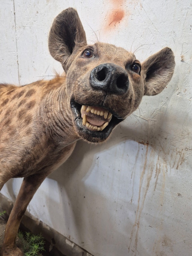 Spotted Hyena Taxidermy Mount - photo 3