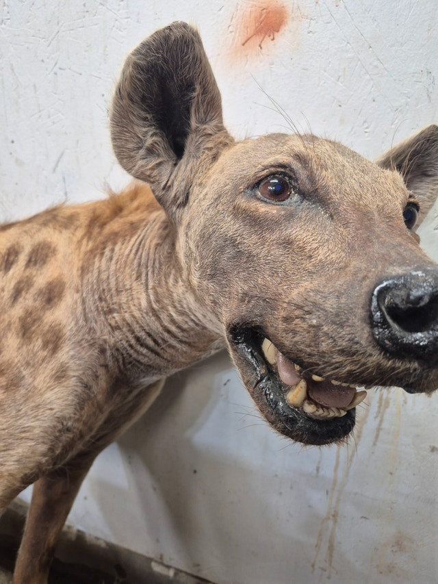 Spotted Hyena Taxidermy Mount - photo 4