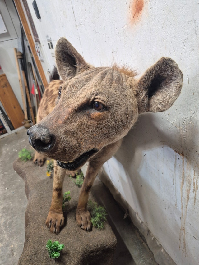 Spotted Hyena Taxidermy Mount - photo 5