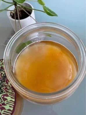 Kombucha Scoby only NO Stater Liquid - photo 2