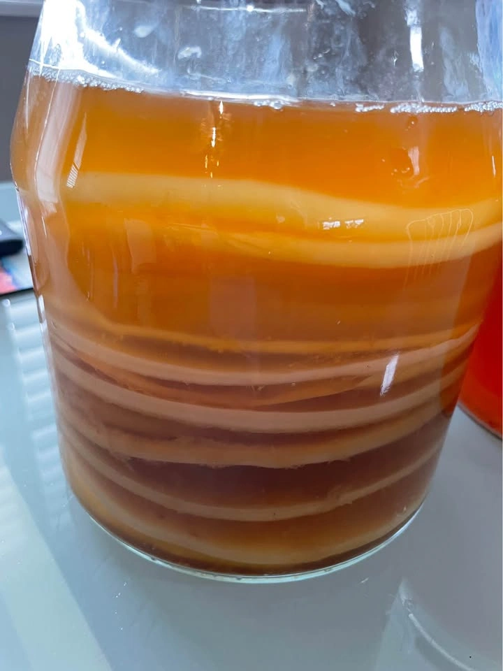 Kombucha Scoby only NO Stater Liquid - photo 5