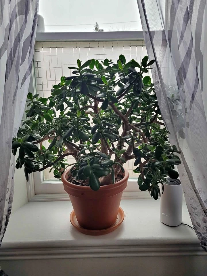 Large Healthy Mature Flowering Jade Plant with Terracotta Pot