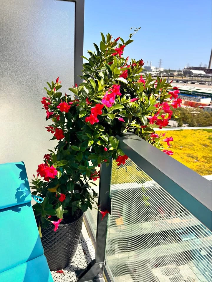 Huge Mature Mandevilla Pink Flowering Vine + Large Planter