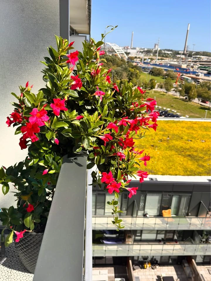 Huge Mature Mandevilla Pink Flowering Vine + Large Planter - photo 2