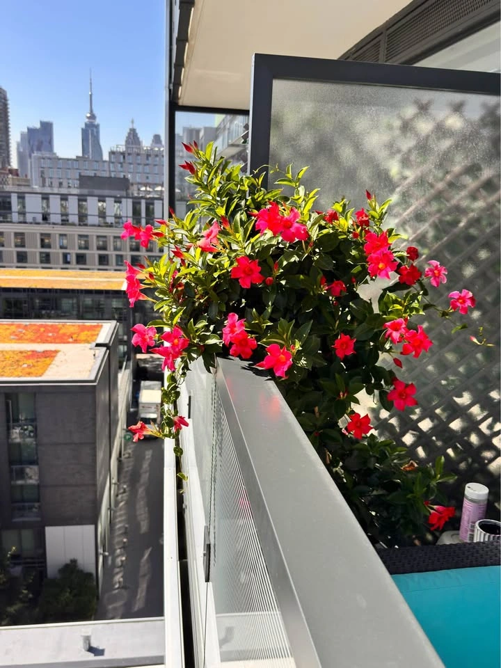 Huge Mature Mandevilla Pink Flowering Vine + Large Planter - photo 3
