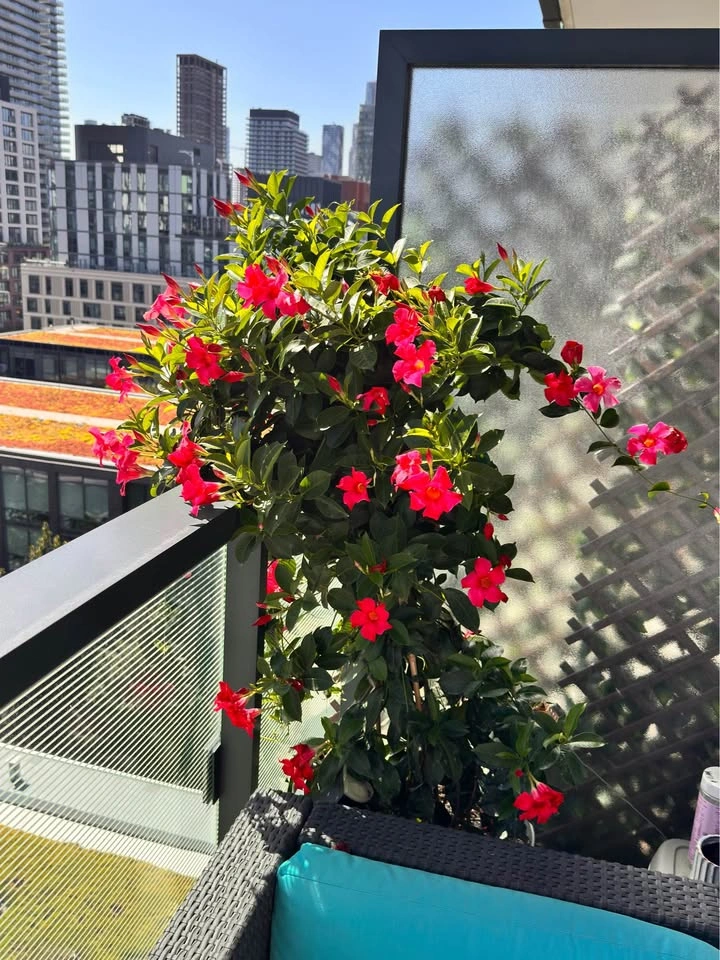 Huge Mature Mandevilla Pink Flowering Vine + Large Planter - photo 4