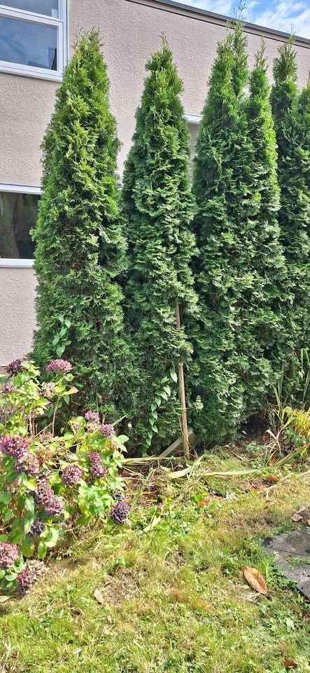 6 Emerald Green Cedars