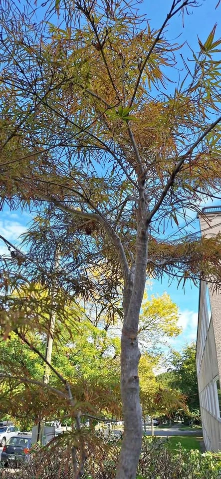 Red Pygmy Japanese Maple – 6-7ft Tall (Potted)