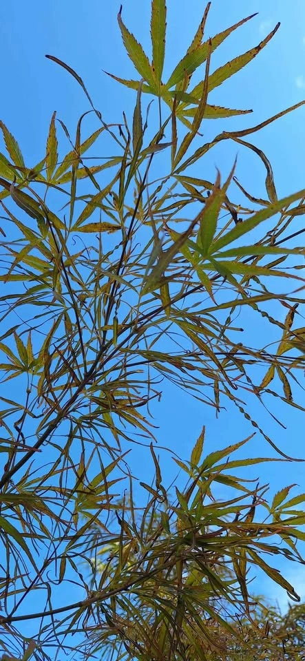 Red Pygmy Japanese Maple – 6-7ft Tall (Potted) - photo 2