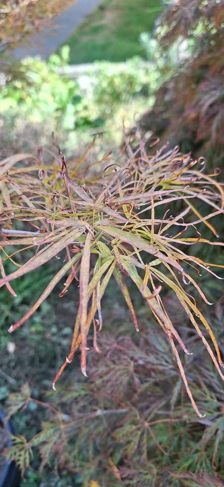 Red Pygmy Japanese Maple – 6-7ft Tall (Potted) - photo 3