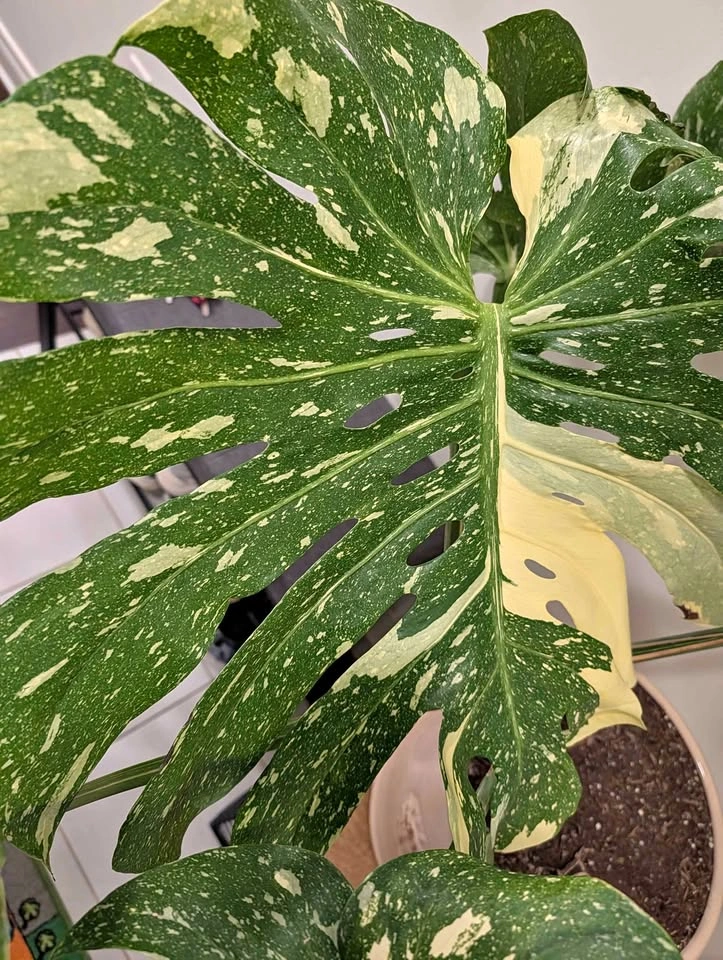Monstera Thai Constellation Variegated Plant