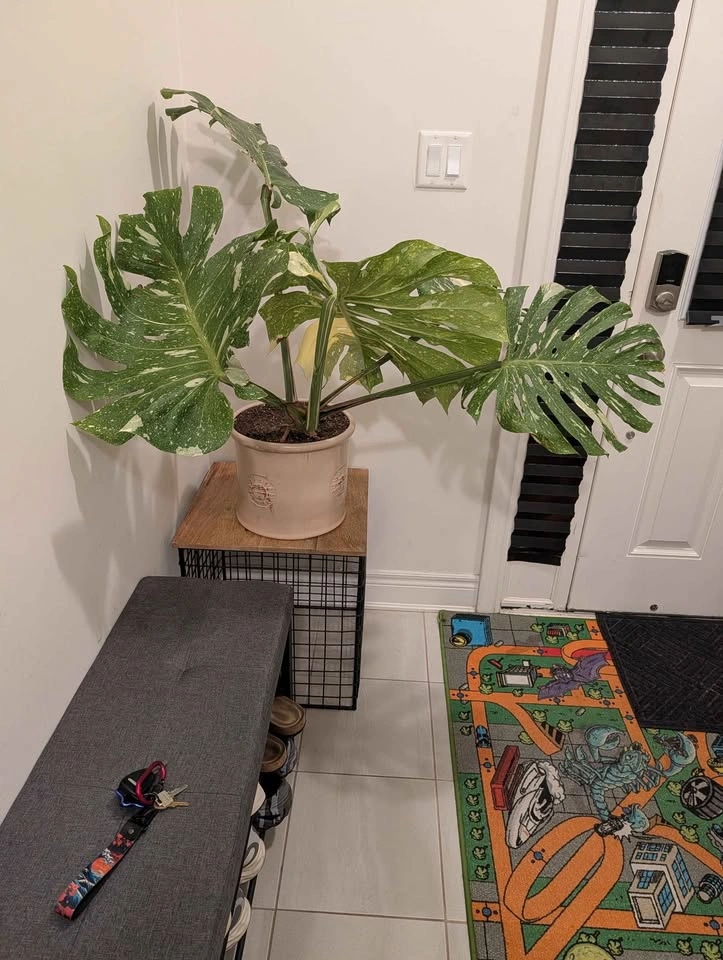 Monstera Thai Constellation Variegated Plant - photo 2