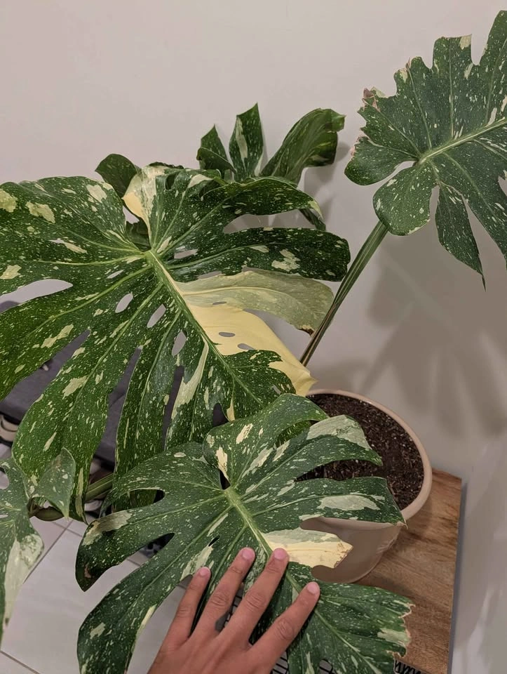 Monstera Thai Constellation Variegated Plant - photo 3
