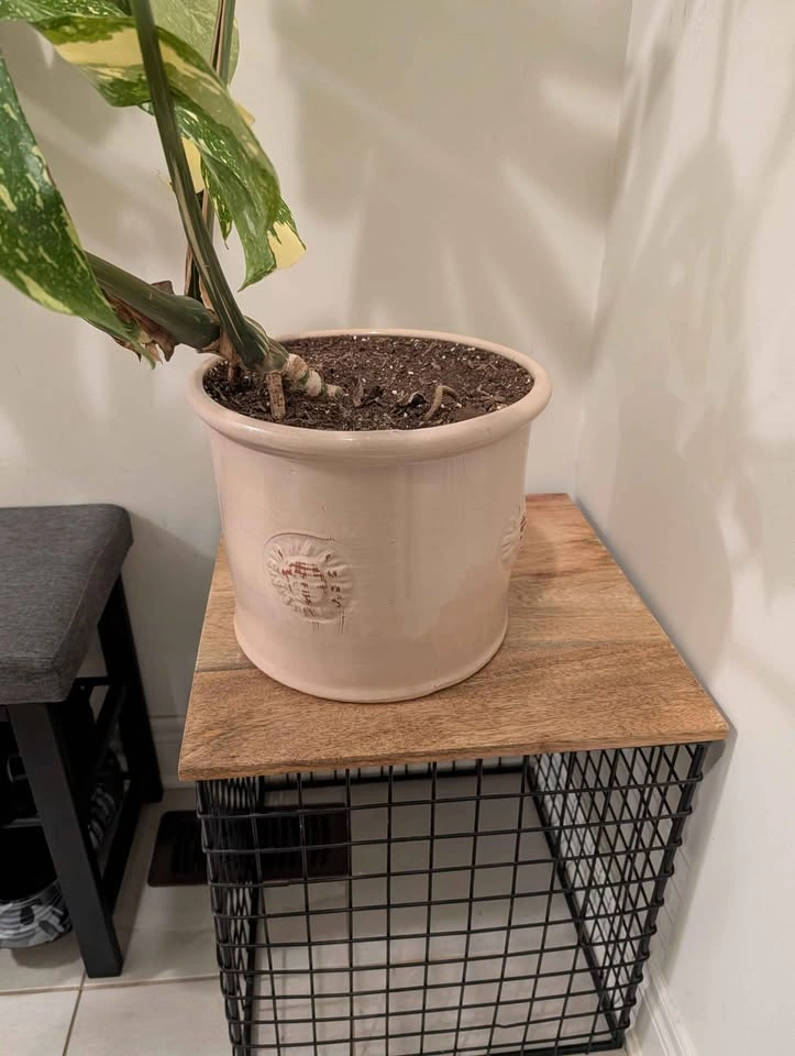 Monstera Thai Constellation Variegated Plant - photo 4