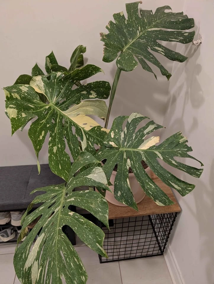 Monstera Thai Constellation Variegated Plant - photo 5