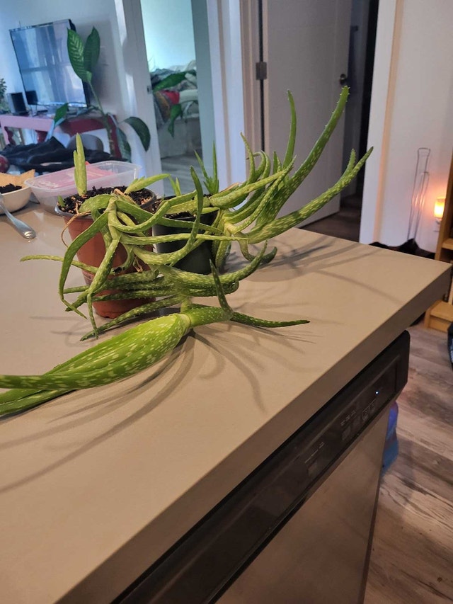 Aloe Vera Plant