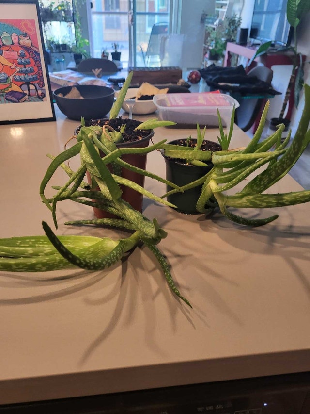 Aloe Vera Plant - photo 2