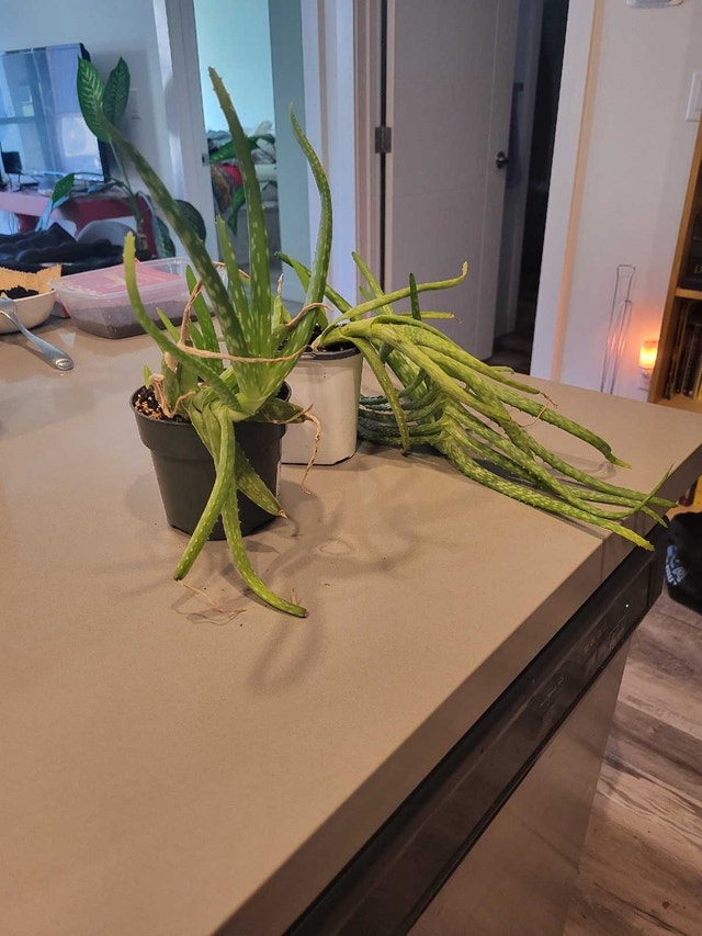 Aloe Vera Plant - photo 3