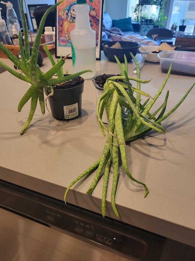 Aloe Vera Plant - photo 4