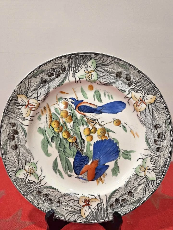Birds Of America Adams China Plate, Florida Jay, England
