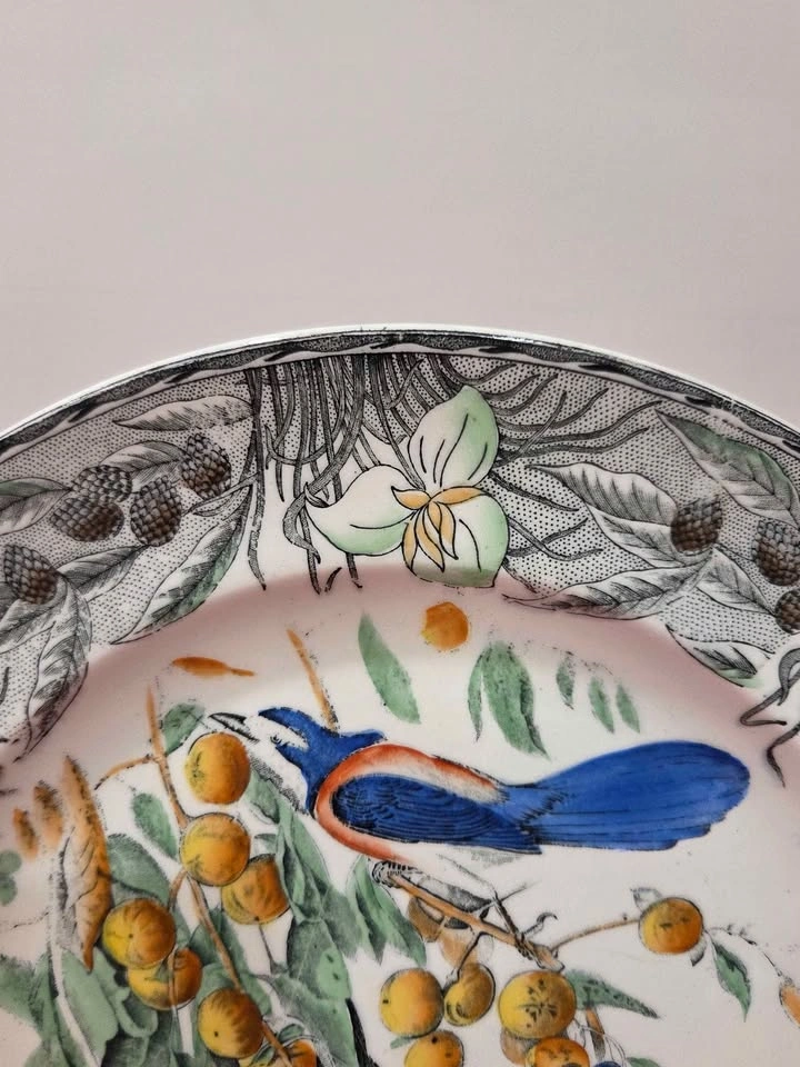 Birds Of America Adams China Plate, Florida Jay, England - photo 2