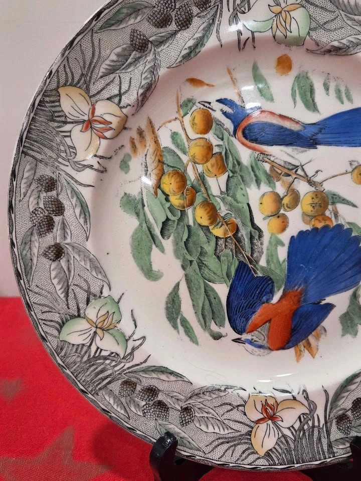 Birds Of America Adams China Plate, Florida Jay, England - photo 3