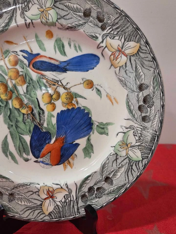 Birds Of America Adams China Plate, Florida Jay, England - photo 4