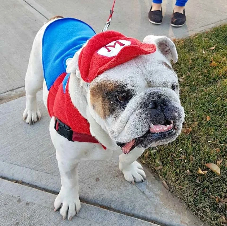 Mario and Luigi dog costumes