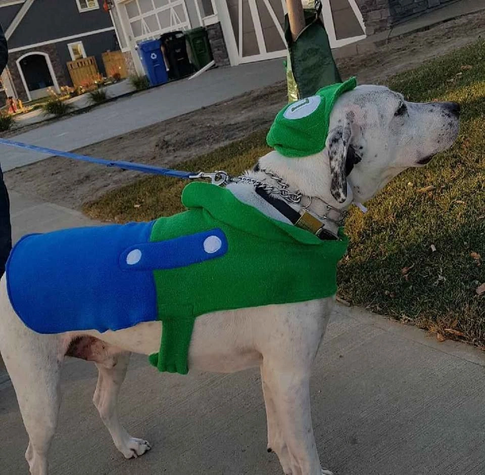 Mario and Luigi dog costumes - photo 2