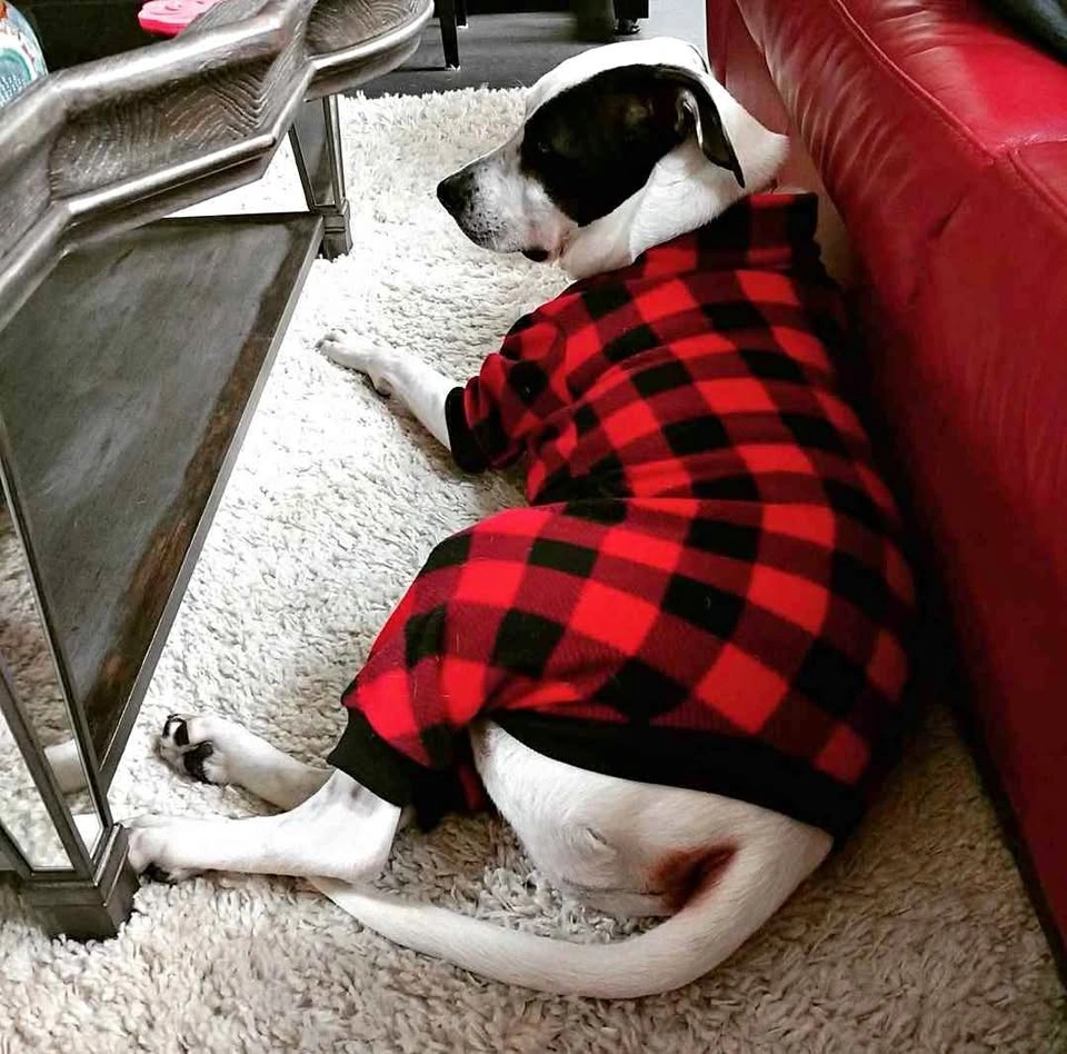 Size L fleece dog "pj's"