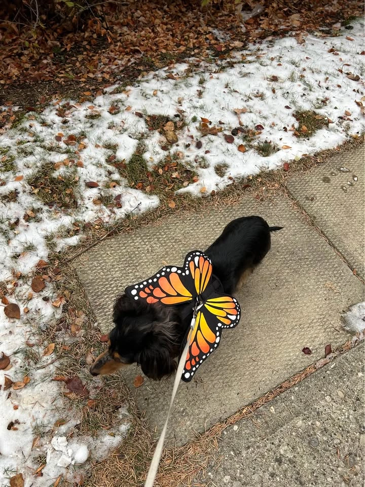 Butterfly Dog Costume Dog - Size S harness - photo 3