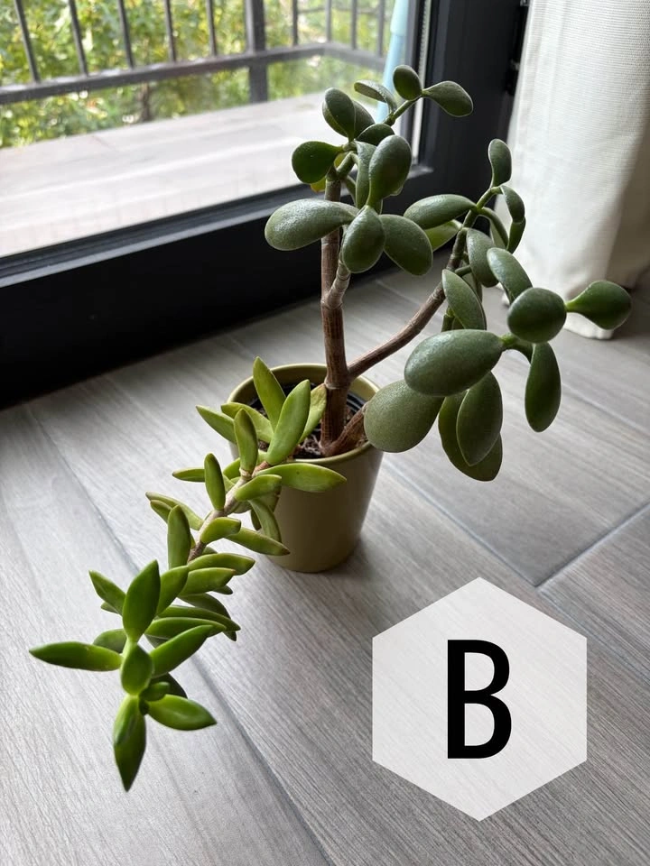 Assorted Houseplants - see picture for prices - photo 2