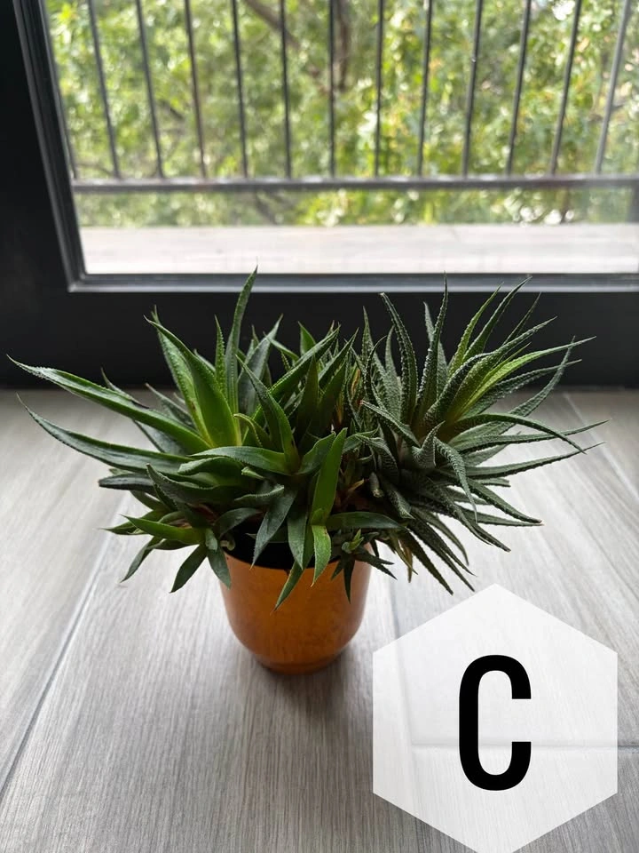 Assorted Houseplants - see picture for prices - photo 3