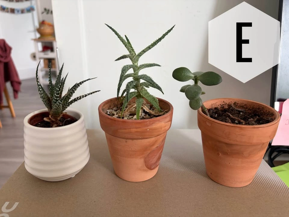 Assorted Houseplants - see picture for prices - photo 4