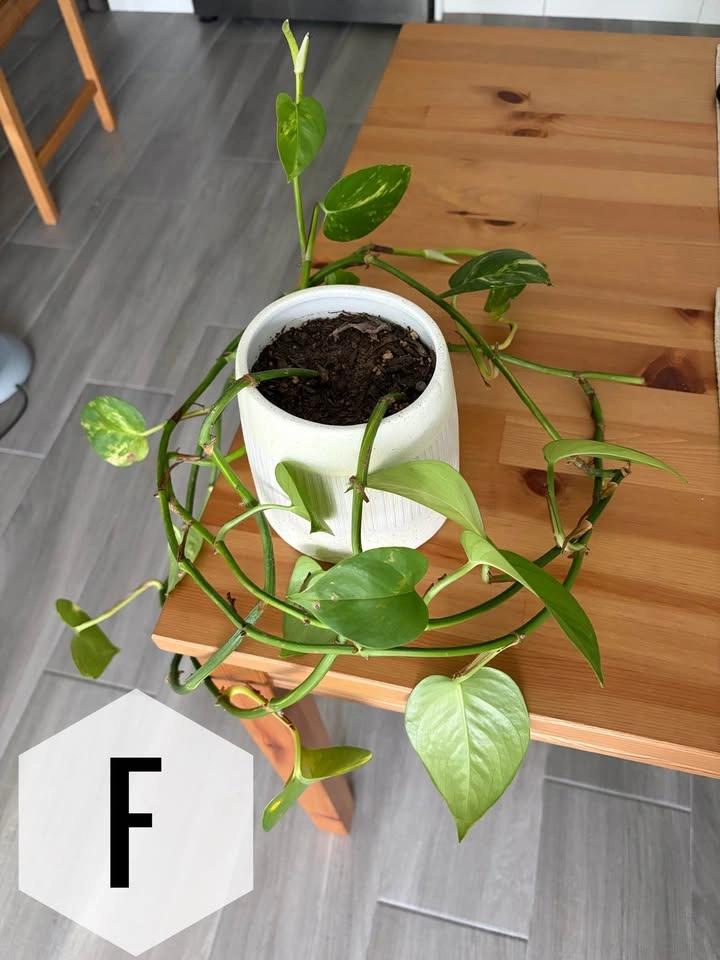 Assorted Houseplants - see picture for prices