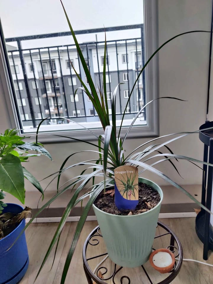Dragon Tree Houseplant
