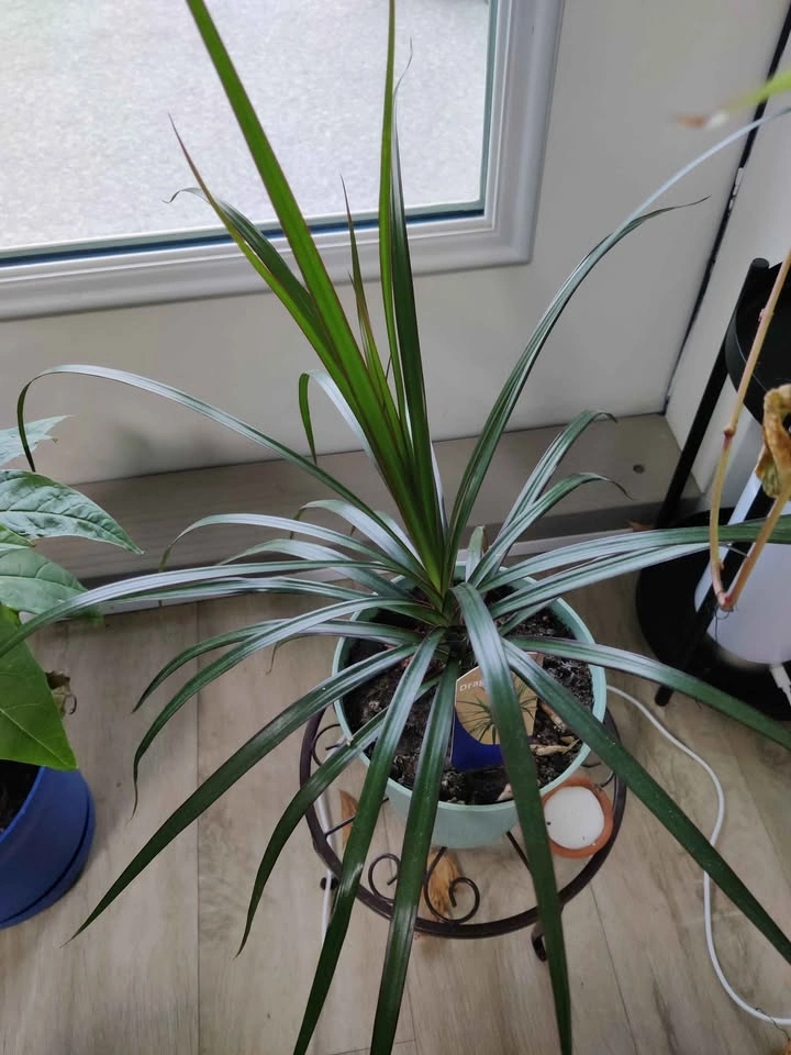 Dragon Tree Houseplant - photo 2