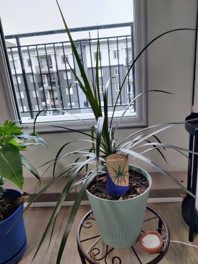 Dracaena Dragon Tree