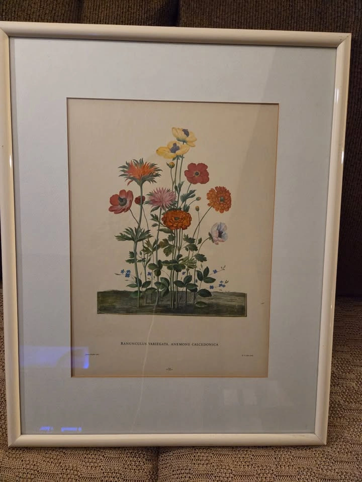 Pair of Framed Vintage Floral Botanical Prints - Ready to Hang - photo 5