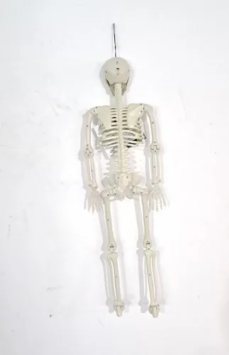 3ft Tall Light and Creepy Sounds Posable Halloween Skeleton - photo 5