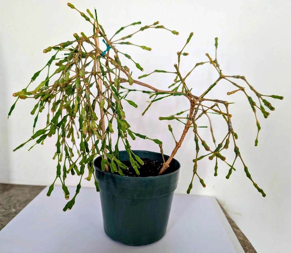 Healthy Indoor Dancing Bones Cactus (Hatiora Salicornioides)