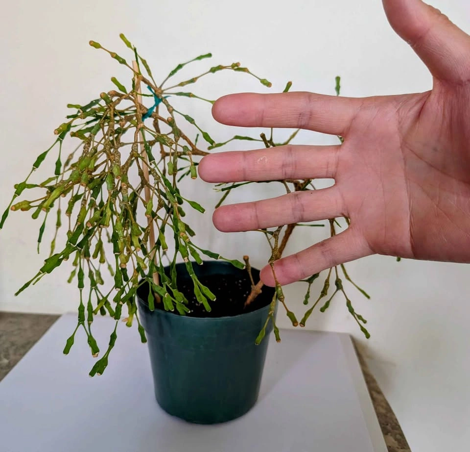 Healthy Indoor Dancing Bones Cactus (Hatiora Salicornioides) - photo 2