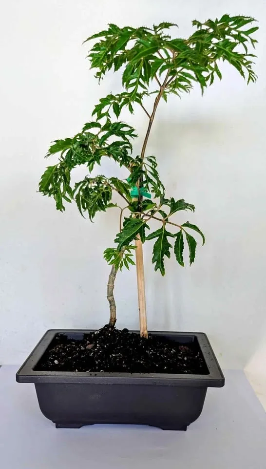 Healthy Indoor Ming Aralia (Polyscias fruticosa) Tree Pre-Bonsai